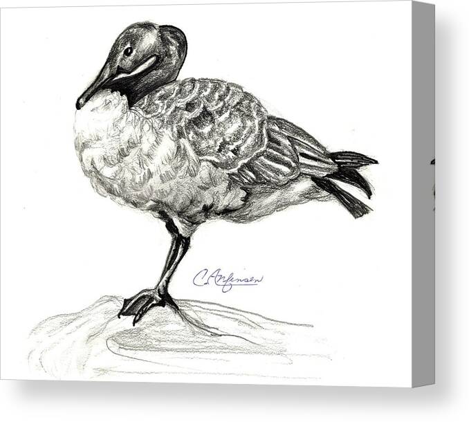 Canadian Goose Canvas Print featuring the drawing I stand on the brink by Carol Allen Anfinsen