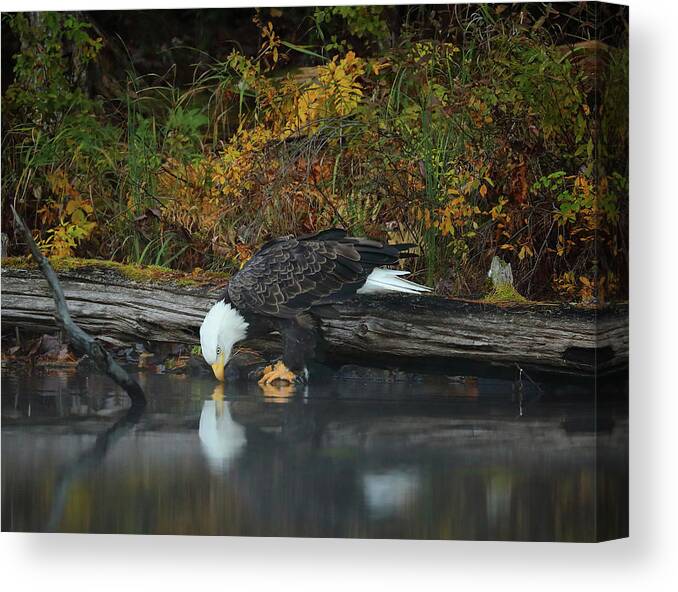 Eagles Canvas Print featuring the photograph I Sure Am Handsome by Duane Cross