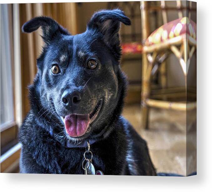 Dog Canvas Print featuring the photograph Ready When You Are by Keith Armstrong