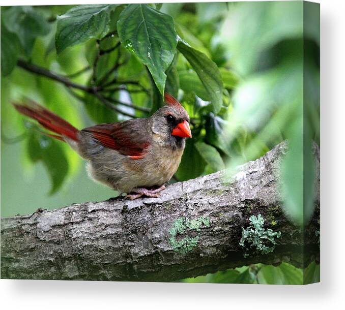  Northern Cardinal Canvas Print featuring the photograph IMG_0396 - Northern Cardinal by Travis Truelove