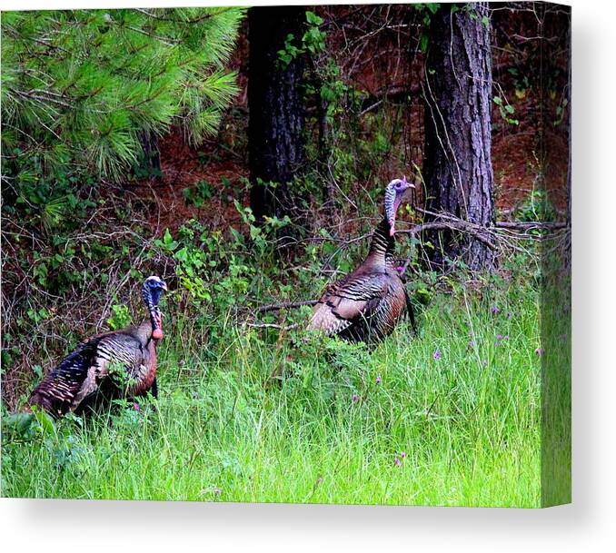 Wild Turkey Canvas Print featuring the photograph IMG_0885-003 - Wild Turkey by Travis Truelove