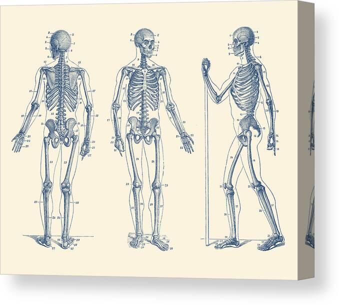Skeleton Canvas Print featuring the drawing In Motion Skeletal Diagram - Vintage Anatomy Print by Vintage Anatomy Prints