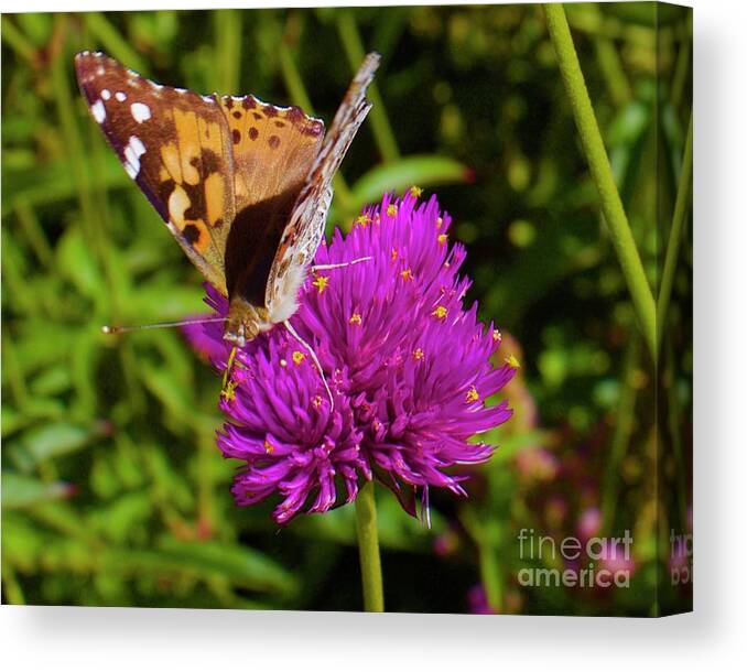 Butterfly Canvas Print featuring the photograph In the Pink by Alice Mainville