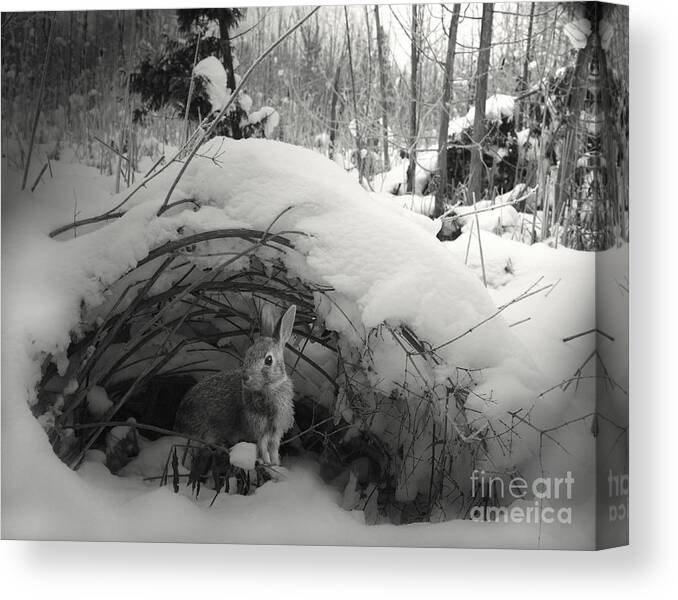 Rabbit Canvas Print featuring the photograph In Wonderland by Jan Piller
