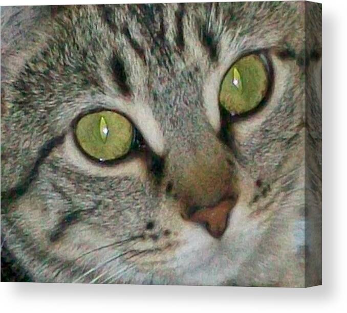 Cute Cat Framed Prints Canvas Print featuring the photograph Innocence by D Perry