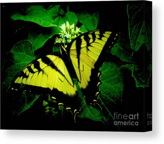 Butterfly Canvas Print featuring the photograph Into the Light by Rex E Ater