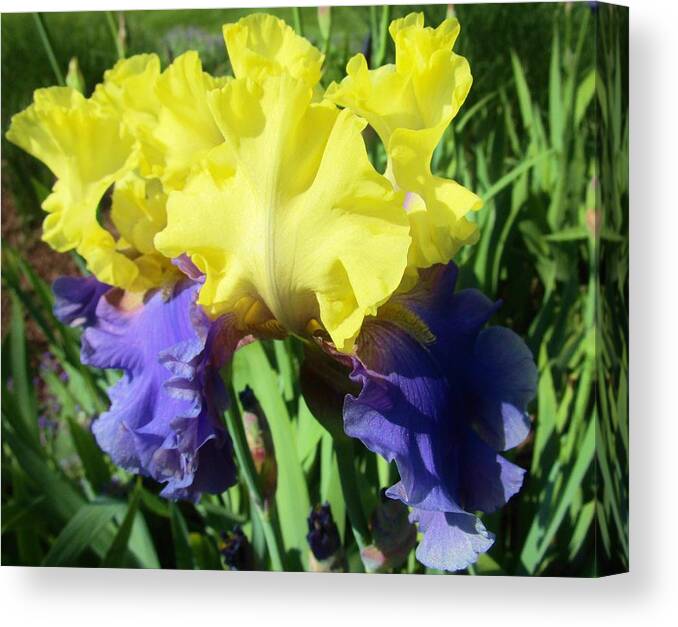Iris Canvas Print featuring the photograph Iris by Sharon Ackley