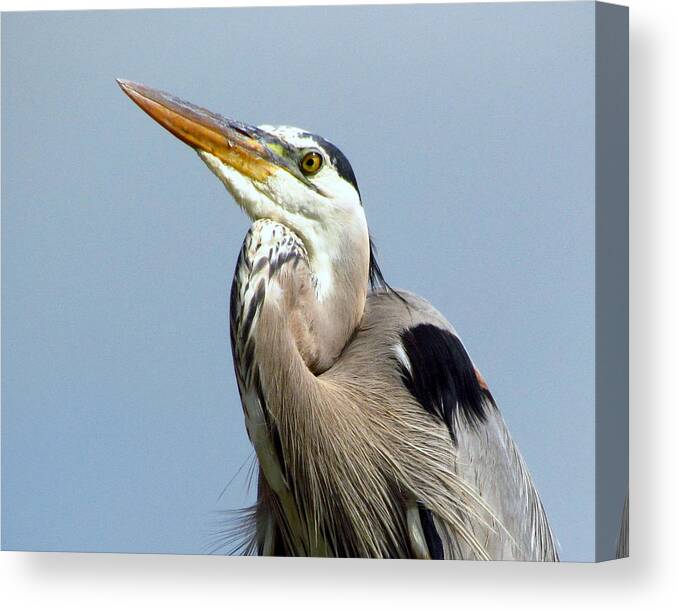Gbh Canvas Print featuring the photograph Grinning Great Blue Heron by Lori Lafargue