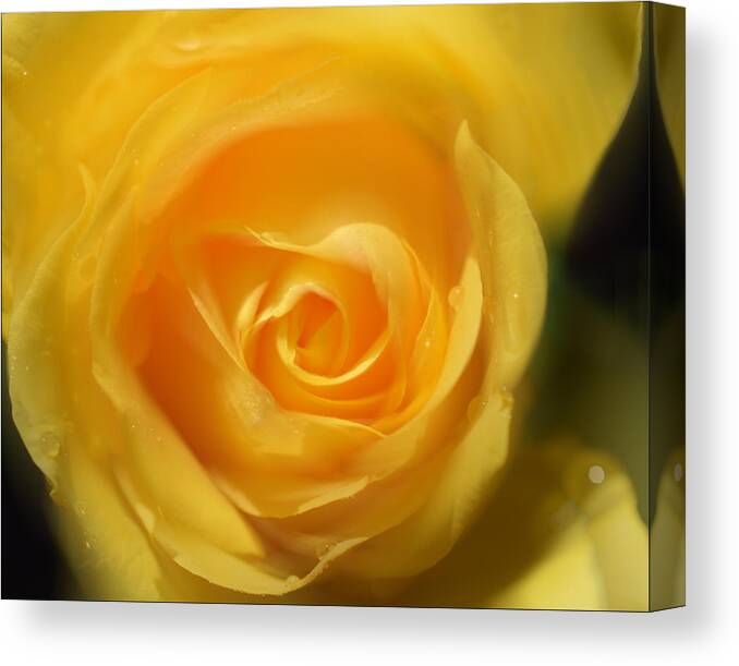 Rose Canvas Print featuring the photograph It is at the edge of the petal that love waits by Douglas MooreZart