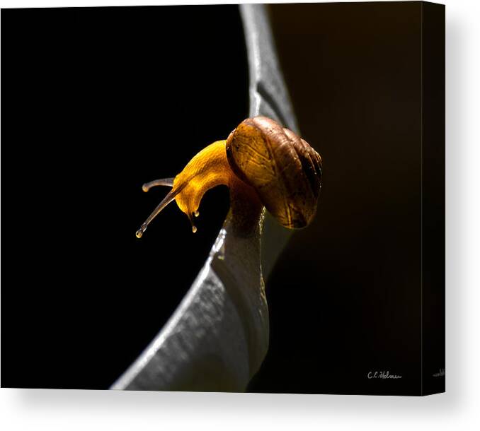 Insect Canvas Print featuring the photograph It's Dark Down There by Christopher Holmes