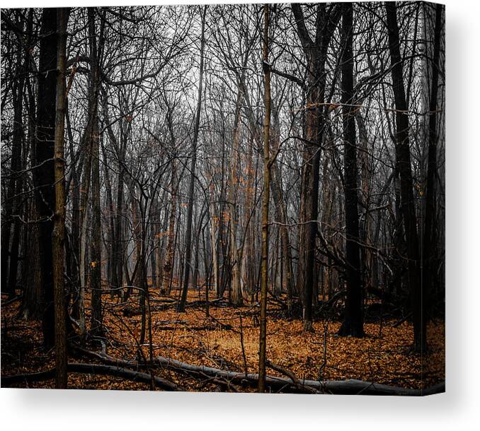 Forest Canvas Print featuring the photograph January Forest Rains by Miguel Winterpacht