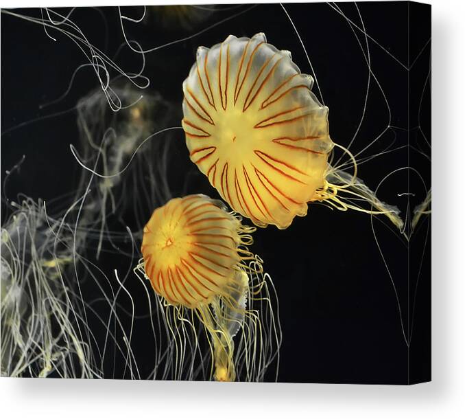 Jelly Canvas Print featuring the digital art Jelly Fish in Flight, looks a bit Star Trek ish by Anthony Murphy