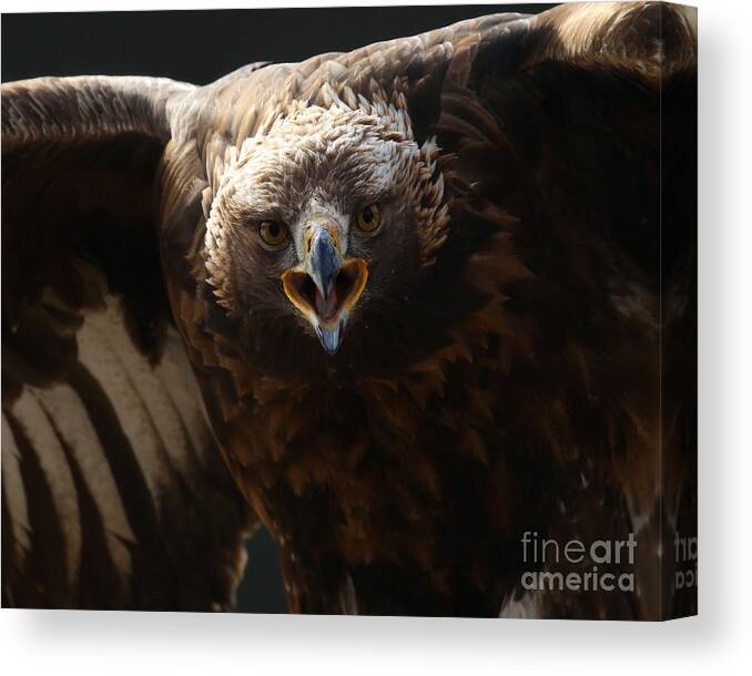 Bald Eagle Canvas Print featuring the photograph Just try me by Heather King