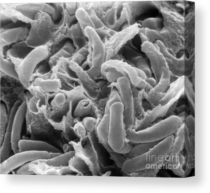 Science Canvas Print featuring the photograph Kefir Bacteria by Scimat