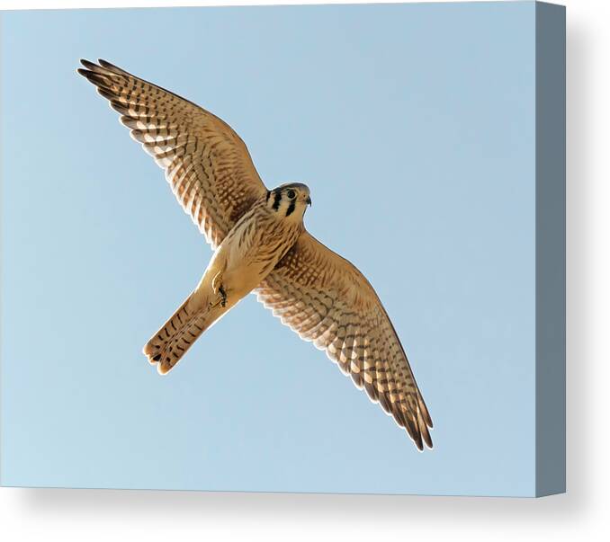 Loree Johnson Photography Canvas Print featuring the photograph Kestrel with Grasshopper by Loree Johnson