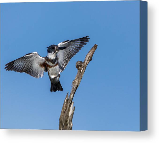 Kingfisher Canvas Print featuring the photograph Kingfisher Landing by Jim Miller