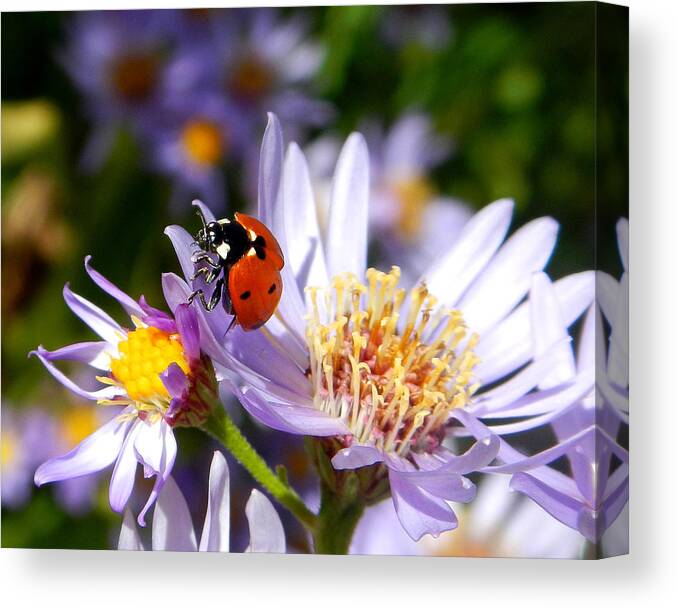 Ladybug Canvas Print featuring the photograph Ladybug Shows Her Heart by Roger Medbery