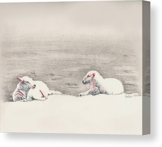 Sheep Canvas Print featuring the painting Laid back by Helen White