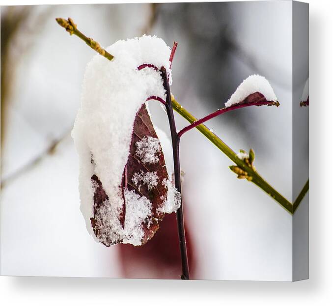 Snow Canvas Print featuring the photograph Last of the Autumn Red by Deborah Smolinske