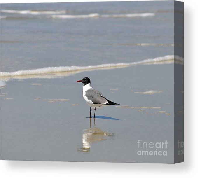 Laughing Gull Canvas Print featuring the photograph Laughing Gull Reflecting by Al Powell Photography USA