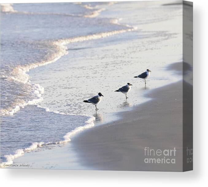 Sea Canvas Print featuring the painting Laughing Gulls Three by Constance Woods