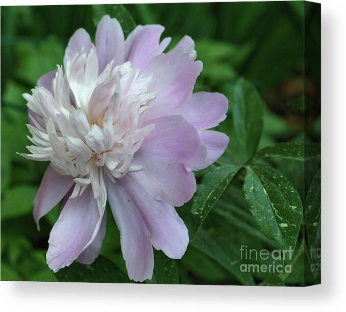 Flower Canvas Print featuring the photograph Lavender Peony by Smilin Eyes Treasures