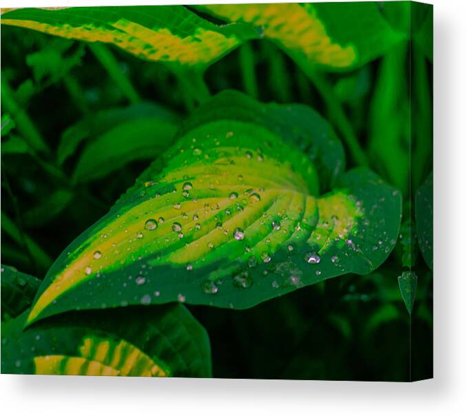 Leaf Canvas Print featuring the photograph Leaves by Jerry Cahill
