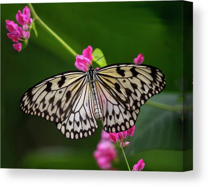 Butterfly Canvas Print featuring the photograph Leisurely Lunch by Harriet Feagin