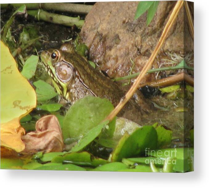 Frog Canvas Print featuring the photograph Leopard Frog by Donna Brown