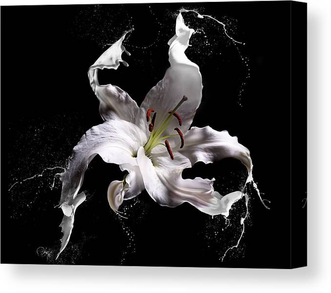 Lily Canvas Print featuring the photograph Lily Splash by Lori Hutchison