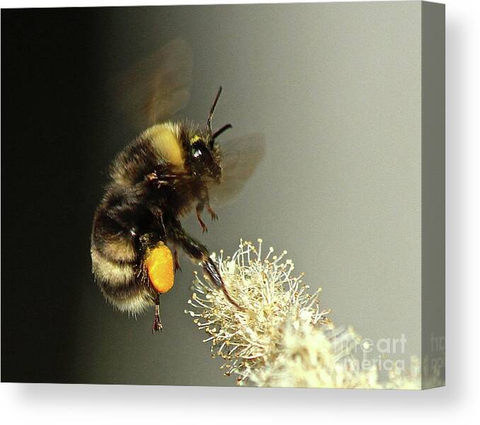 Flying Bee Canvas Print featuring the photograph Loaded by Ann E Robson