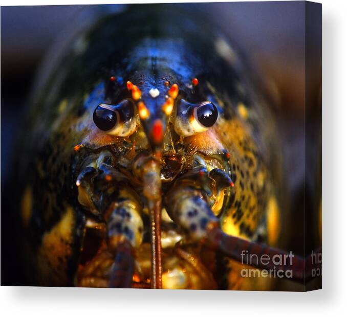 Animal Canvas Print featuring the photograph Lobster by John Greim