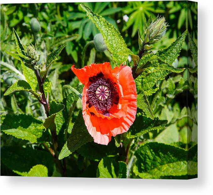 Nature Canvas Print featuring the photograph Caught My Eye by Allan Levin