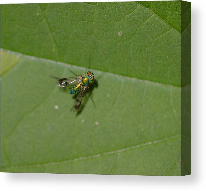 Long Canvas Print featuring the photograph Long legged fly by James Smullins