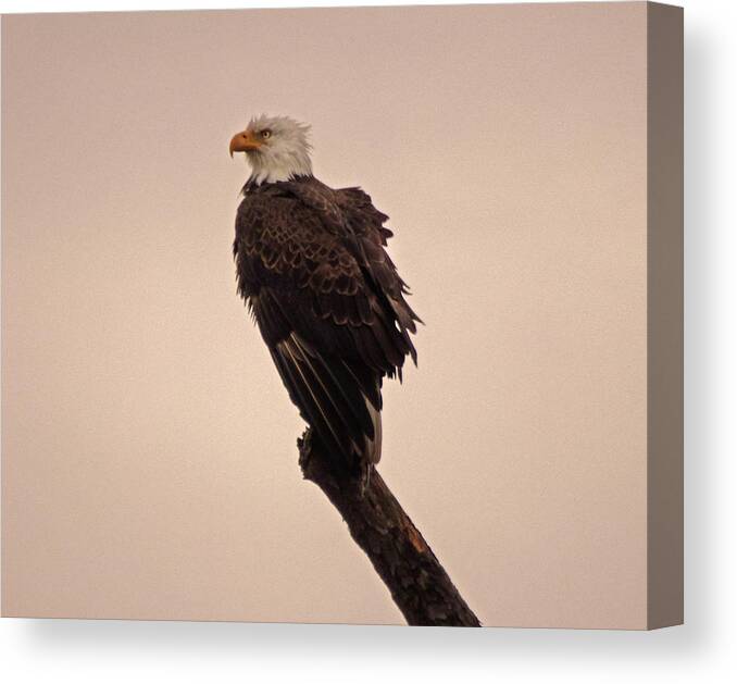 American Canvas Print featuring the photograph Looks Like Reign by Bob Geary
