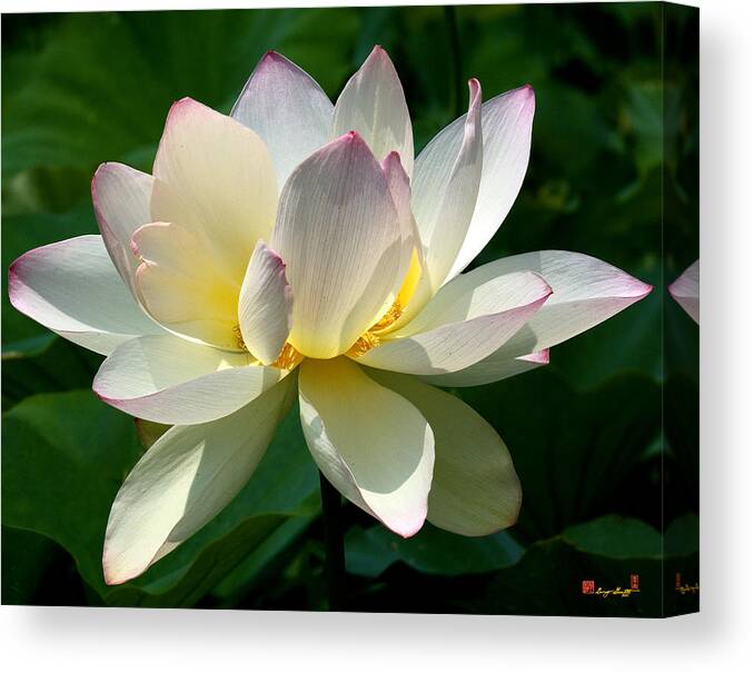 Nature Canvas Print featuring the photograph Lotus Beauty--Disheveled DL061 by Gerry Gantt