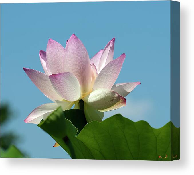 Lotus Canvas Print featuring the photograph Lotus--Blue Sky i DL0104 by Gerry Gantt