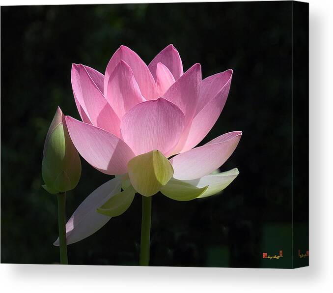 : Canvas Print featuring the photograph Lotus Bud--Snuggle Bud DL005 by Gerry Gantt