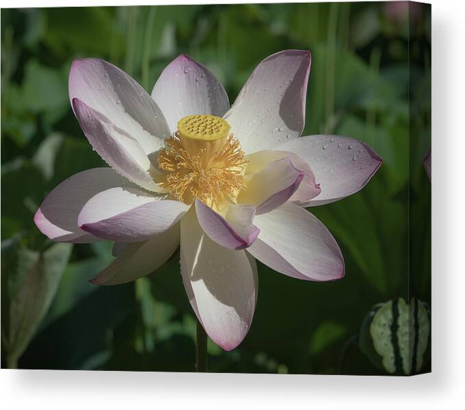 Lotus Canvas Print featuring the photograph Lotus Flower in Bloom by Jack Nevitt