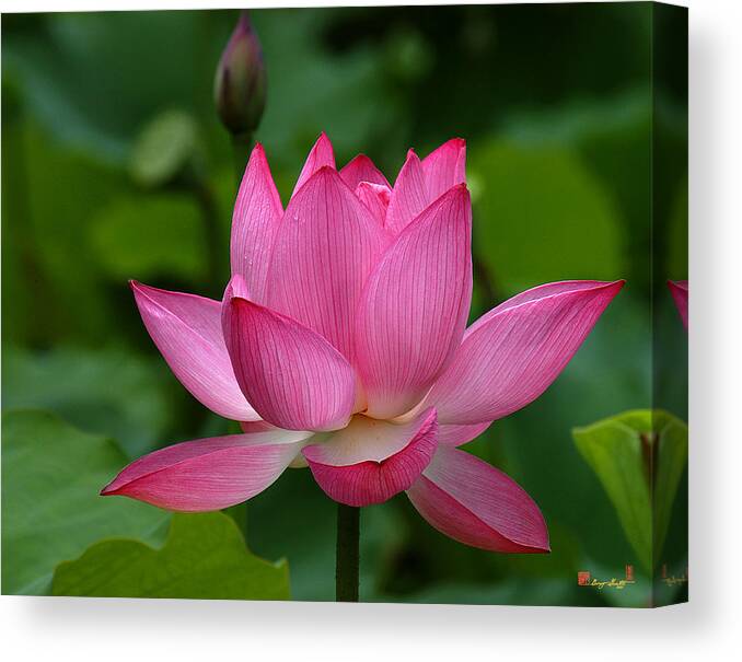 Nature Canvas Print featuring the photograph Lotus--Shades of Past and Future DL029 by Gerry Gantt