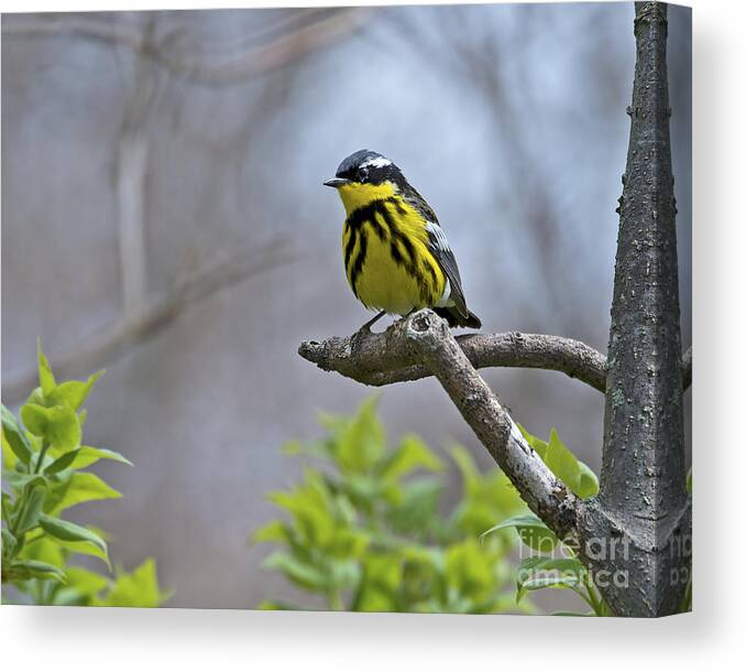 Magnolia Warbler Canvas Print featuring the photograph Maggie... by Nina Stavlund