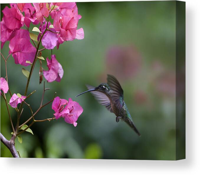 00429542 Canvas Print featuring the photograph Magnificent Hummingbird Female Feeding by Tim Fitzharris