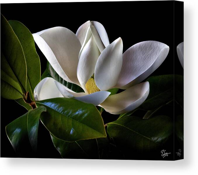 Flower Canvas Print featuring the photograph Magnolia by Endre Balogh