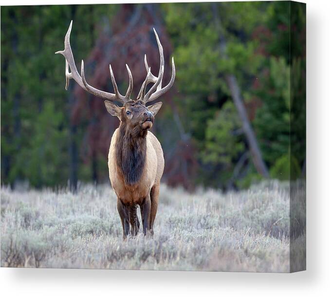 Bull Elk Canvas Print featuring the photograph Majestic Bull Elk by Jack Bell