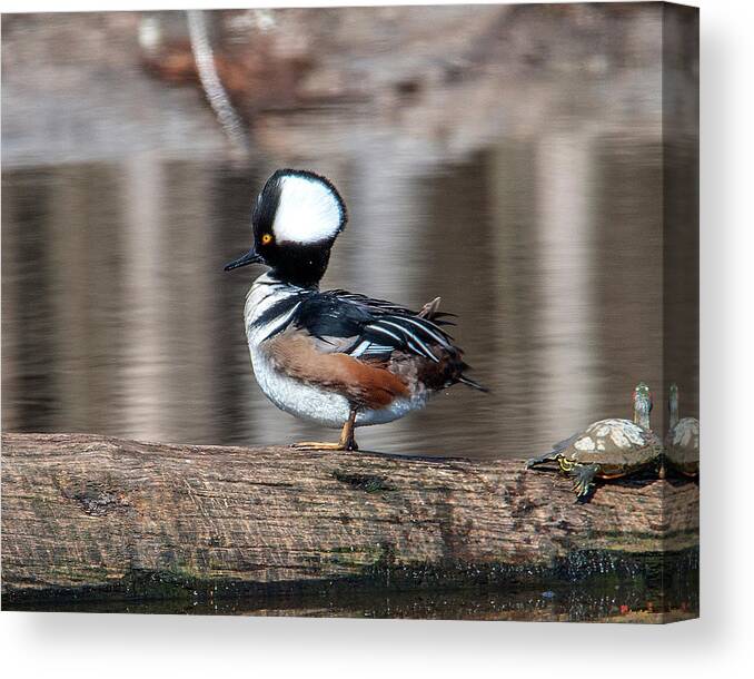 Nature Canvas Print featuring the photograph Male Hooded Merganser DWF0166 by Gerry Gantt