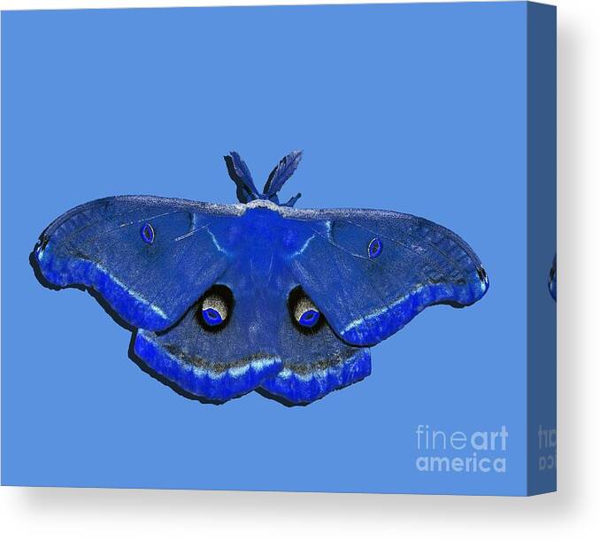 Polyphemus Moth Canvas Print featuring the photograph Male Moth Navy Blue .png by Al Powell Photography USA