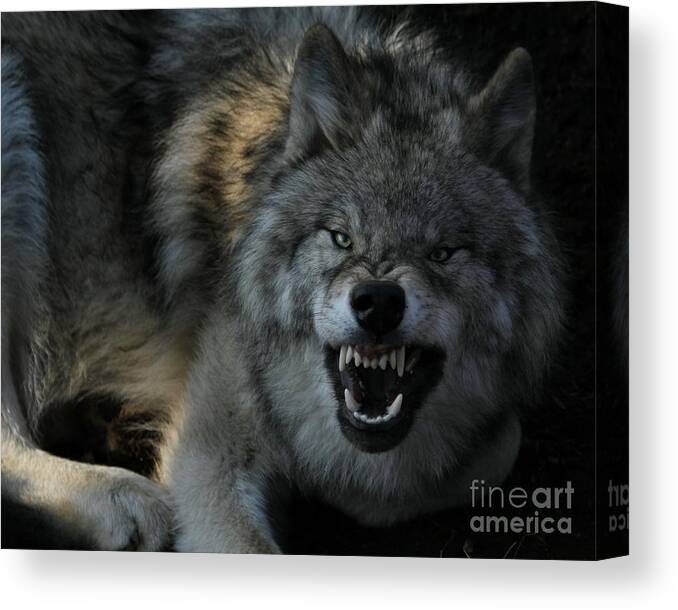 Wolf Canvas Print featuring the photograph Malicious Intent by Heather King