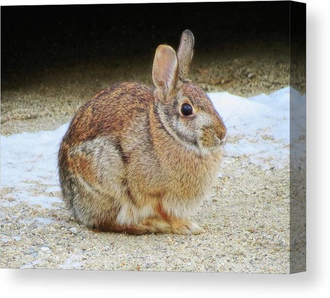 Rabbit Canvas Print featuring the photograph March Rabbit by MTBobbins Photography