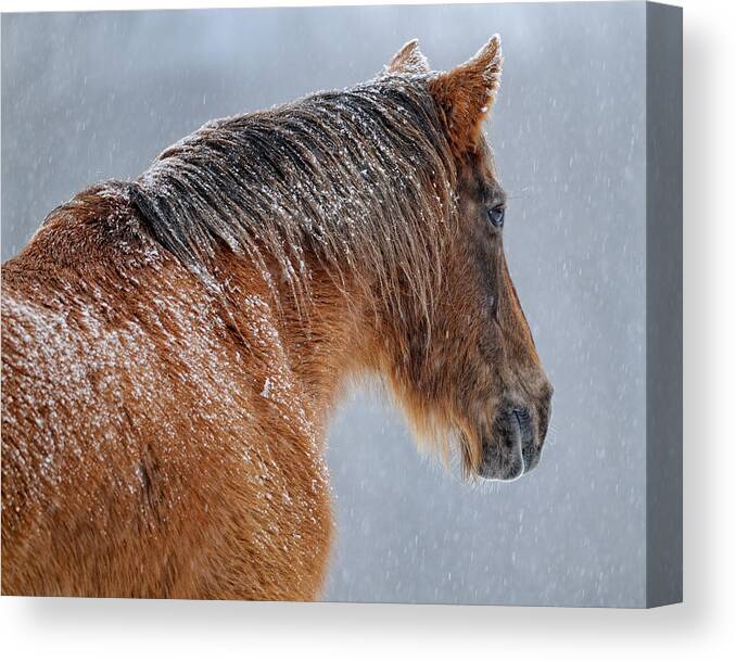 Horse Canvas Print featuring the photograph Maude in Snowfall by Don Schroder