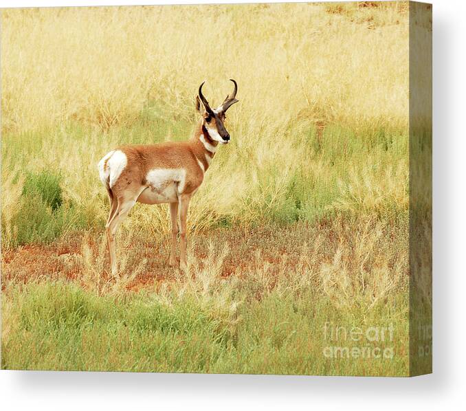 Antelope Canvas Print featuring the photograph Meadow Pronghorn by Dennis Hammer